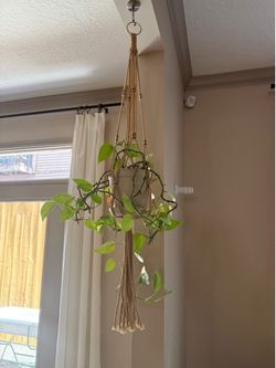 Pothos with containers