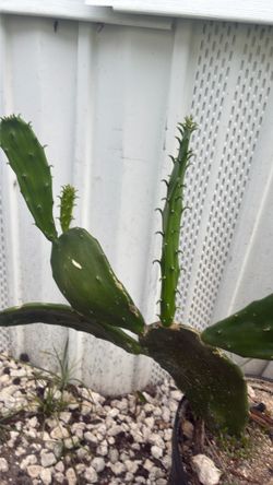 Cactus,nopal