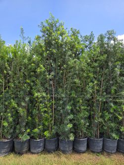 podocarpus  7  to 9  feet tall Instant Privacy Hedge For Fence Green Full