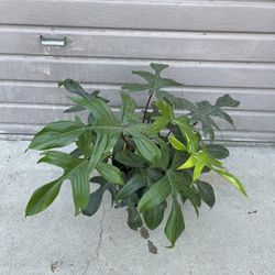 10” Big Philodendron Florida Green 