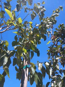 Paquistán mulberry trees.