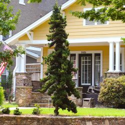 Slender Hinoki Cypress Trees —