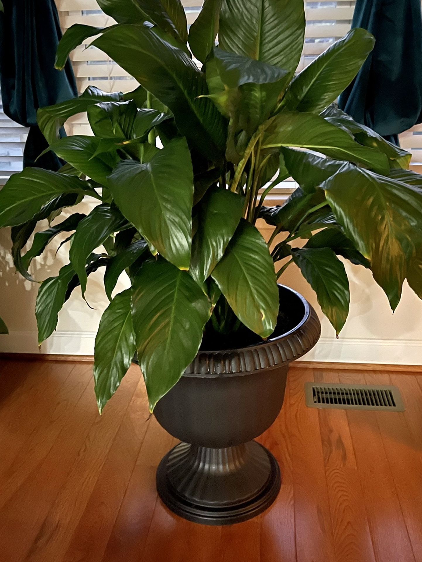 Peace Lilly plant