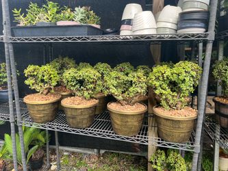 heart -shaped Jade bonsai in 10” pot. SPECIAL PRICE 🤩