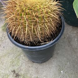 Golden Barrel cactus must sell