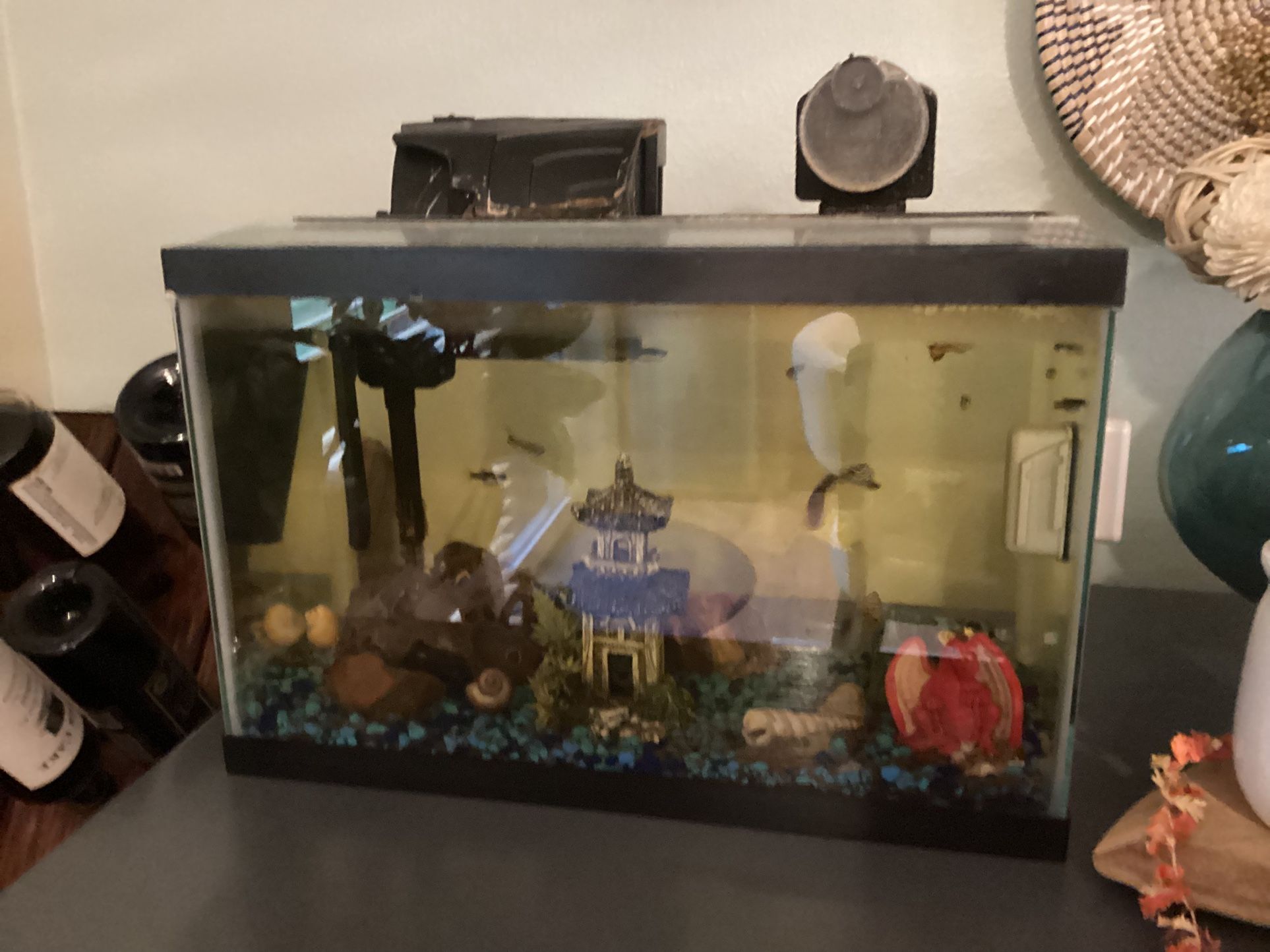 5.5 Gallon Fish Tank With Fish