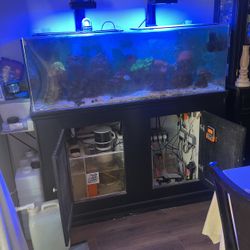 Fish Tank