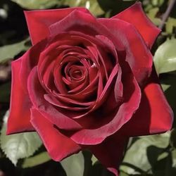 Rare European, Japan rose plants : Mr Lincoln 