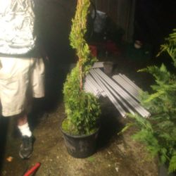 Ever So Green Is The Season To Get Planting.