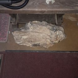 Petrified Wood Log