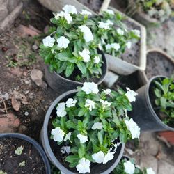 Beautiful White Madagascar periwinkle Plant In 5 Gallon Pot
