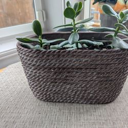 3 Jade Plants 