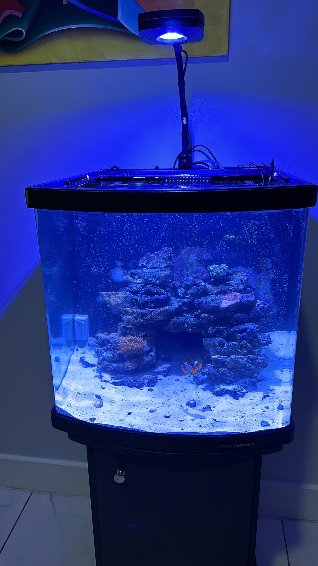 Biocube Aquarium