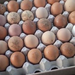 Free Range Eggs