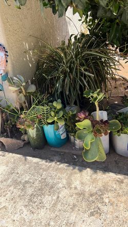 Suculentas