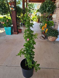Peggy Martin Rose PLANTS ARRIVE, BEAUTIFUL AND HEALTHY. $25 EACH