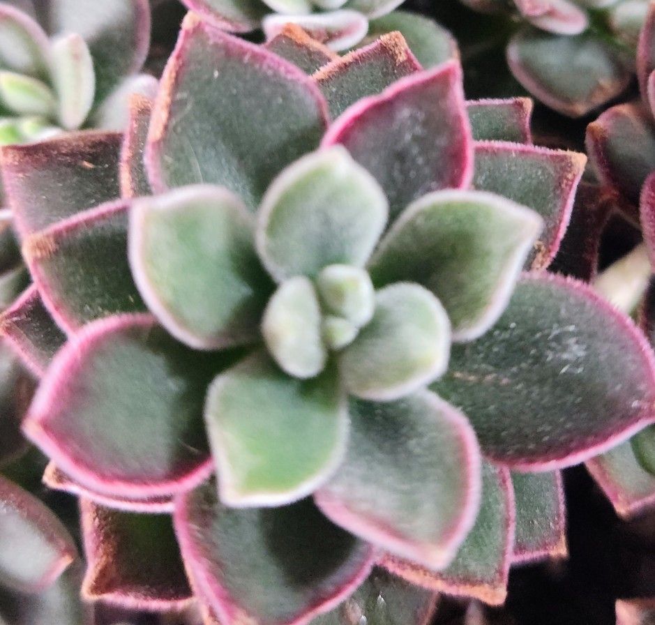 Ruby Slippers Korean Succulents