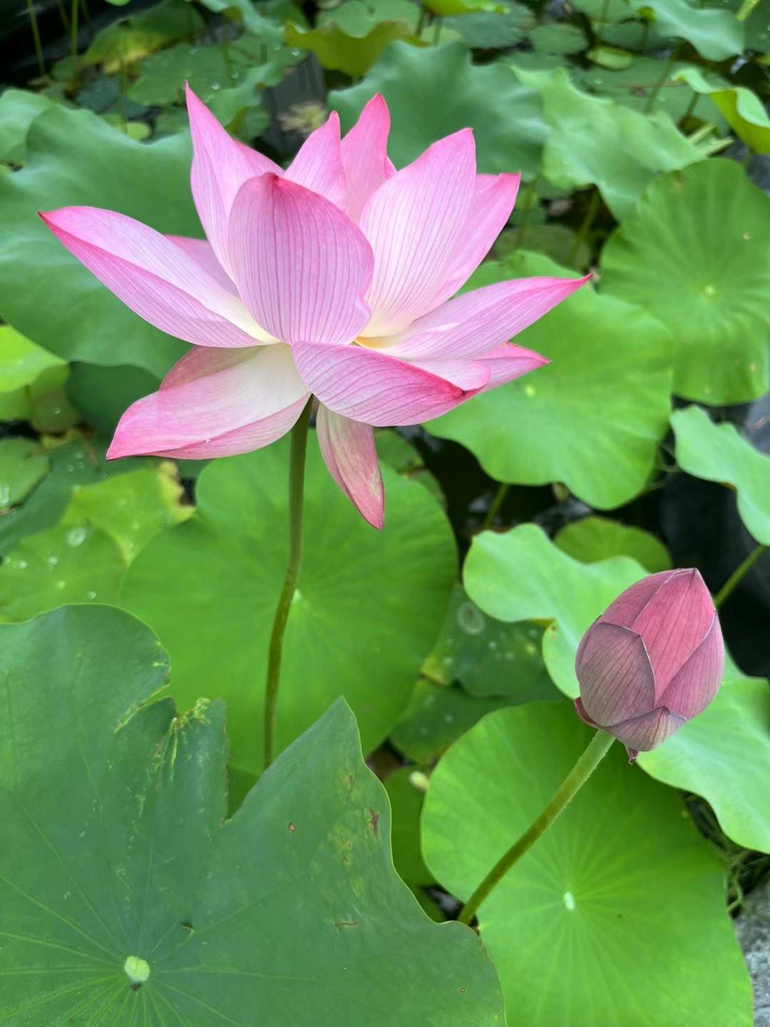 Live Big And Tall Water Lotus Plant