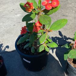 Corona de Cristo/Crown of Thorns