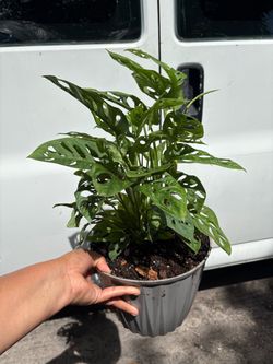 Monstera plant