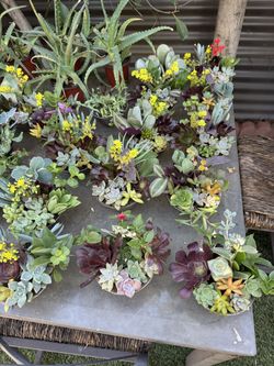 Little succulents pots , each $2.50
