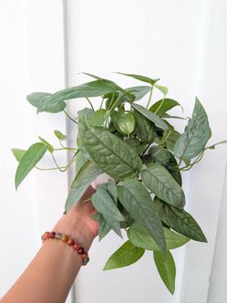 Pothos Cebu Blue Plant 4" Pot - Indoor House Plants