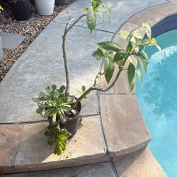 Succulent And Trumpet Plant Mixture