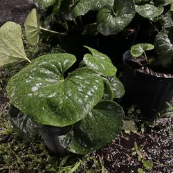 Farfugium Japonicum