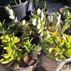 Succulent Plants In Gal Pot