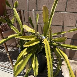 Sweet Dragon Fruit  Red Inside  $50