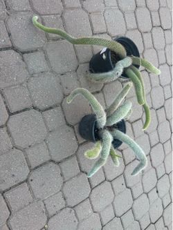 Monkey tail cactus 35$ each