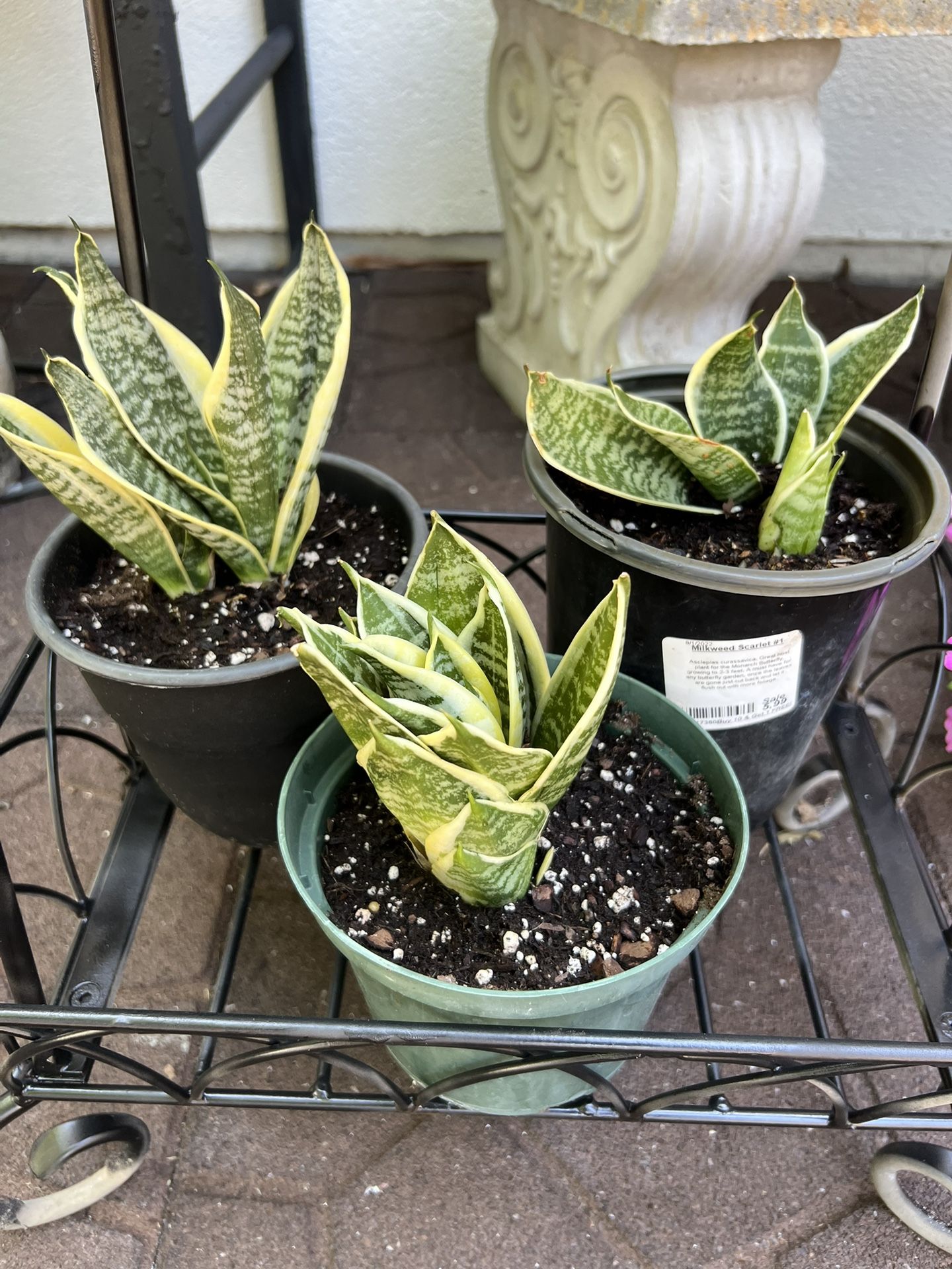 2 Mother-in-law's tongue, Snake Plant-Saint George's sword,