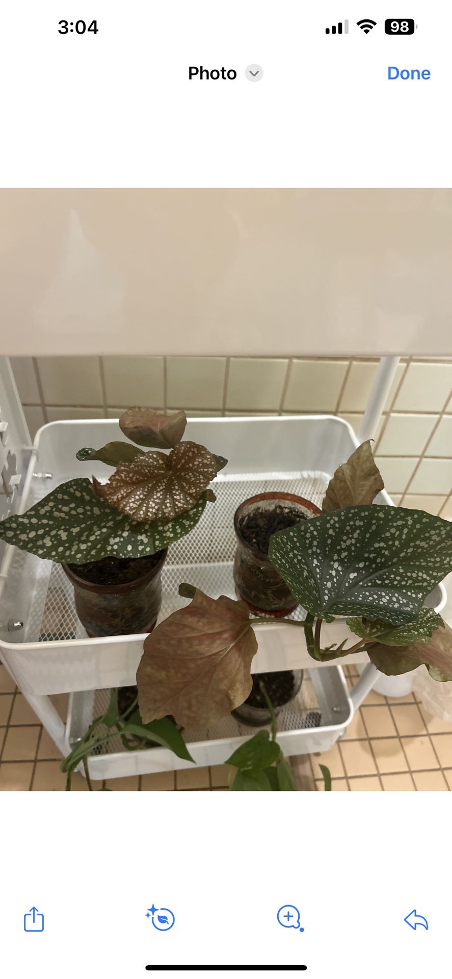 Begonia Starters $5 Each