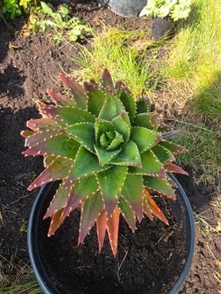 Suculentas plant