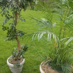 2 Tall Trees 