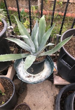 Blue agave cactus