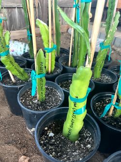 Dragon fruit Plants and clippings-  Plumeria Clippings