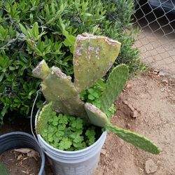 Nopal