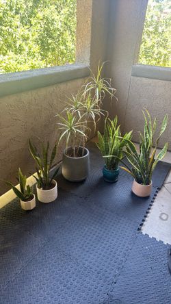 Plants