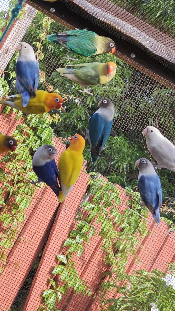 Cage Bird