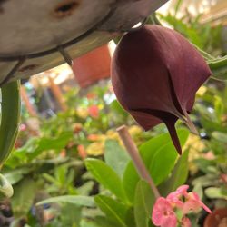 Estapelia De Campanita 