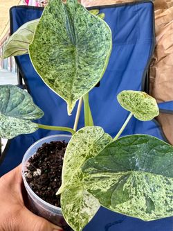 Alocasia Dragon Scale Mint, high variegation plant