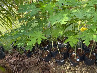 Papaya tree