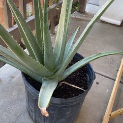 Aloe Vera