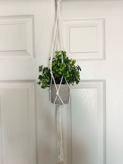 3 Hanging Plants (Set)