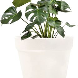 Plant Flower Pot 2pack (6inch) White