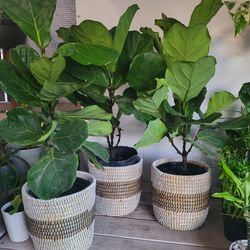Fiddle Leaf Fig Plant 10" Nursery  Pot $13 Each