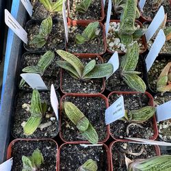 Gasteria “little warty” succulent