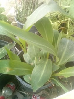 Tropical plants