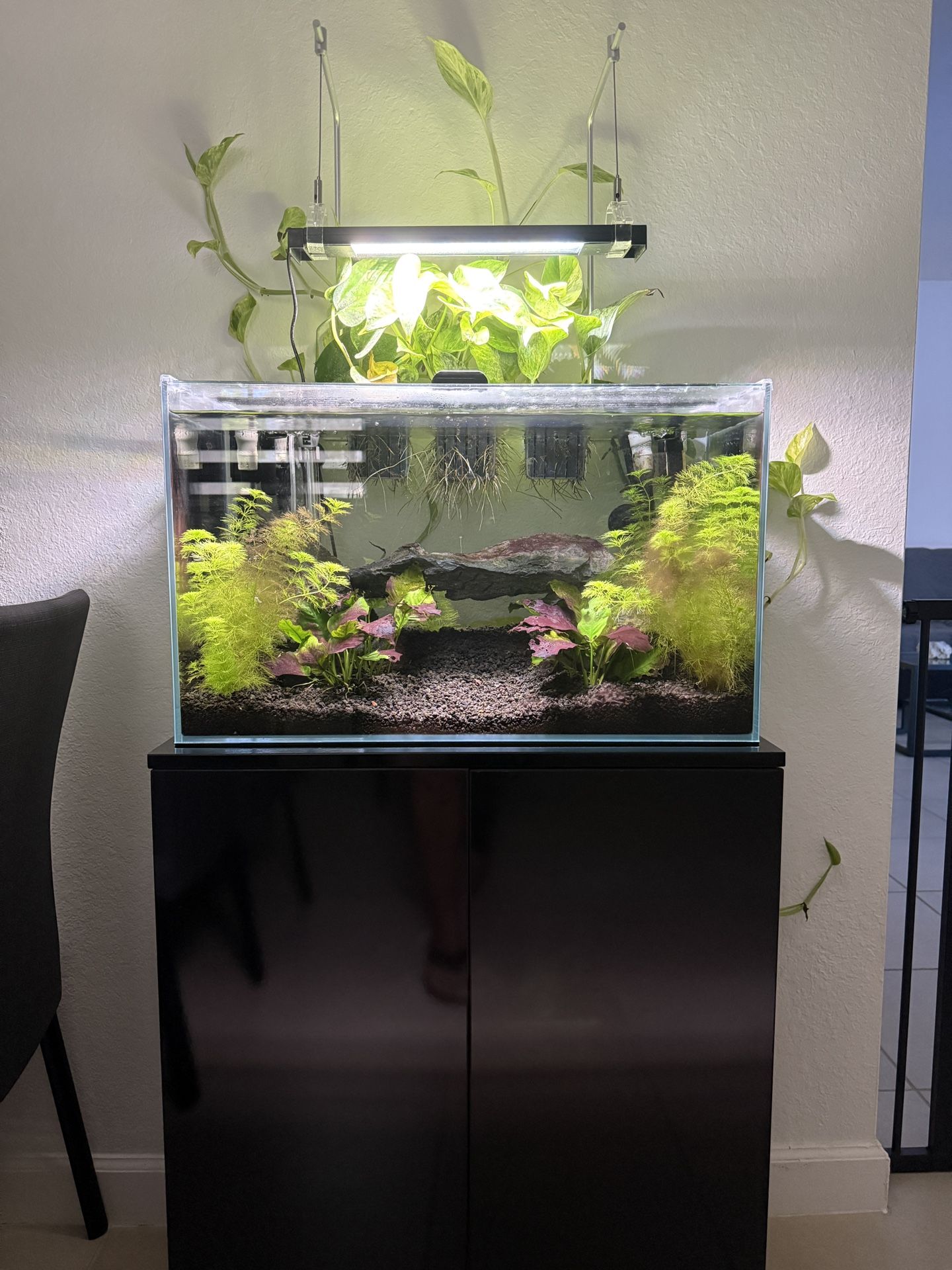 20 Gallon Full Set Up Aquarium OBO